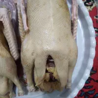 غاز سالم و ارگانیک|حیوانات مزرعه|ساری, |دیوار