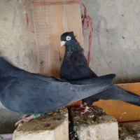 زاغ آبادانی قیل چشم نک سفید|پرنده|زیباشهر, |دیوار