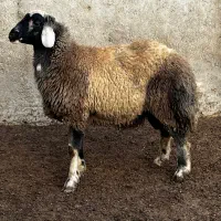 بره قوچ|حیوانات مزرعه|آق قلا, |دیوار