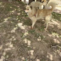 سگ درسگ|سگ|ایوان, |دیوار