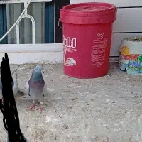 کبوتر|حیوانات|میاندوآب, |دیوار