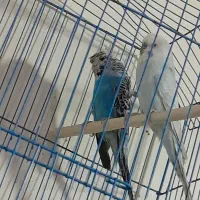 مرغ عشق|پرنده|خرمشهر, |دیوار