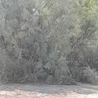 جوجه پرنده ۵ تا دارم