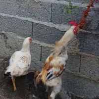 خروس لاری|حیوانات مزرعه|رشت, آتشگاه|دیوار