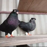 کفتر رنگی واقعا درست|پرنده|قم, یزدانشهر|دیوار