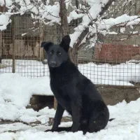 ژرمن بلک نرو ماده|سگ|مشهد, فردوسی|دیوار