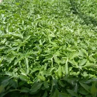 نهال گرجه