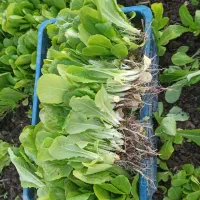 نهال کاهو روغنی|خدمات باغبانی و درختکاری|رستمکلا, |دیوار