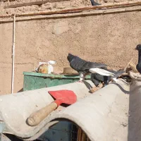 5عدد زیل دم سفید|پرنده|بوئین زهرا, |دیوار