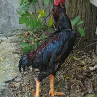 کوشامو لاری منیاتوری