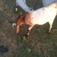 نری|حیوانات مزرعه|توکهور, |دیوار