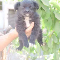 تول ۴ ماهه|سگ|ملایر, |دیوار