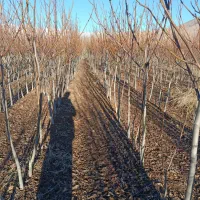 نهال درخت گردو|خدمات باغبانی و درختکاری|تیکمه داش, |دیوار