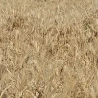 زمین-کشاورزی