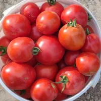 انواع گوجه زمینی بازاری ،سفت و‌گوشتی پی اس و گرد|خوردنی و آشامیدنی|قوچان, |دیوار
