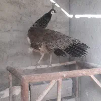 طاووس هندی ماده و نر 1 ساله