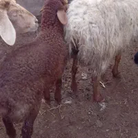 میش داشتی|حیوانات مزرعه|اسفراین, |دیوار