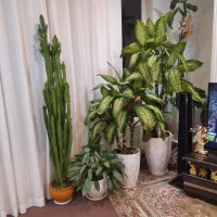 گل های فروشی