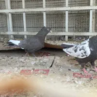 کبوتر سینه|پرنده|جنت, |دیوار