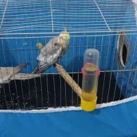 عروس هلندی