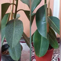 مراقبت از گیاهان آپارتمانی