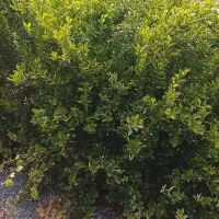 نهال لیمو محلی