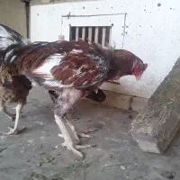 خروس لاری و2عدد مرغ