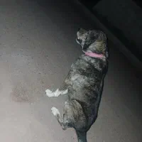 سگ افغان