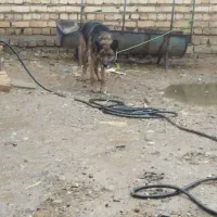 واگذاری سگ ژرمن