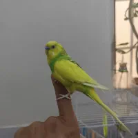 مرغ عشق سخنگو