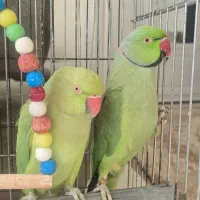 طوطی نر و ماده ملنگو نیمه رام و سخنگو (15 کلام)|پرنده|میبد, |دیوار