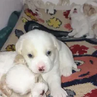 ۴ تا توله نر و ماده پشمالو|سگ|بندر امام خمینی, |دیوار