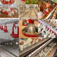 تجهیزات مرغداری باکیفیت تضمینی قیمت در کارخانه