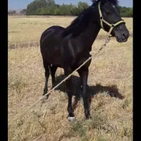 مادیان  ترک درشوری