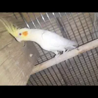 چهار عدد عروس هلندی|پرنده|هشتگرد, قاسم آباد بزرگ|دیوار