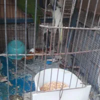 عروسهلندی|پرنده|راسک, |دیوار