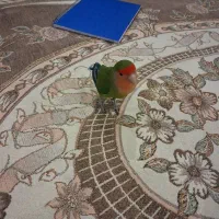 طوطی برزیلی