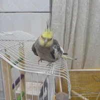 عروس هلندی|پرنده|مبارکه, |دیوار