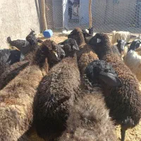 فروش گوسفند های ۵۰ کیلویی|حیوانات مزرعه|کرج, فاز ۲ مهرشهر|دیوار