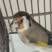 سهره چهار گل|پرنده|بهارستان, |دیوار