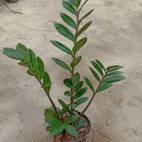 زاموفیلیا سبز|گل و گیاه طبیعی|اسالم, |دیوار