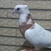 کبوتر نقش