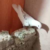 کفتر نر مست