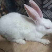 خرگوش