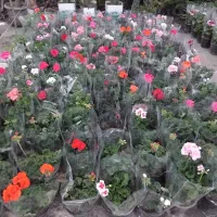 انجام باغچه کاری وجین وتعویض خاک گلدان درمنزل