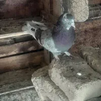 پرشی و خوش خال|پرنده|قم, آزادگان|دیوار