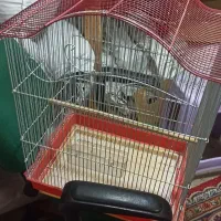 قفس پرنده|لوازم جانبی حیوانات|قرچک, محمد آباد|دیوار