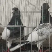 کبوتر کله سبز(گوی باش)