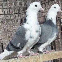 کبوتر  شازده و دست سفید|پرنده|قائم‌شهر, |دیوار