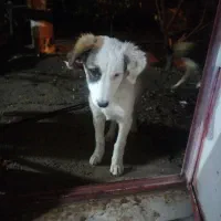 سگ نگهبان/نژاد دار/|سگ|ری, دولتآباد|دیوار